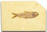 Detailed Fossil Fish (Knightia) - Wyoming #360711-1